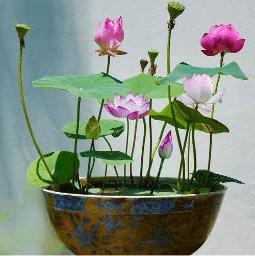 Enchanting Lotus Blossom Seeds